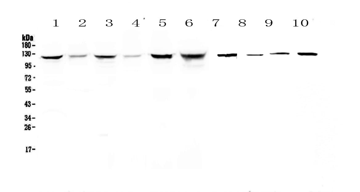 IDE Antibody