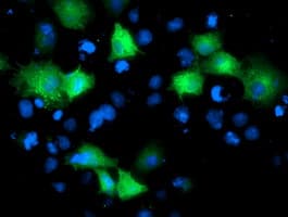 ARFGAP1 Antibody (clone OTI 2C10)