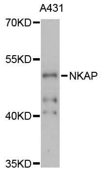 NKAP Antibody