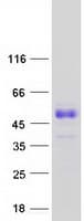 Human SCML1 Protein (Recombinant Myc-DDK (Flag))