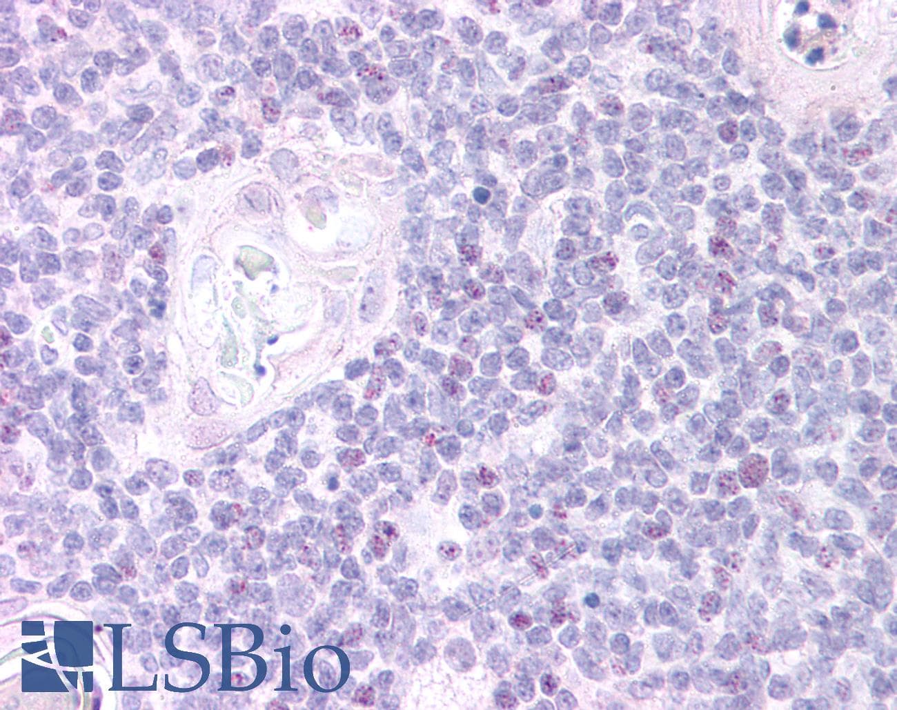 IHC-plus™ FOXN1 Antibody (aa635-648)