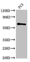 Polyclonal Rabbit anti-Human HRH1 / Histamine H1 Receptor Antibody (IHC, IF, WB)