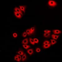 ATL1 Antibody