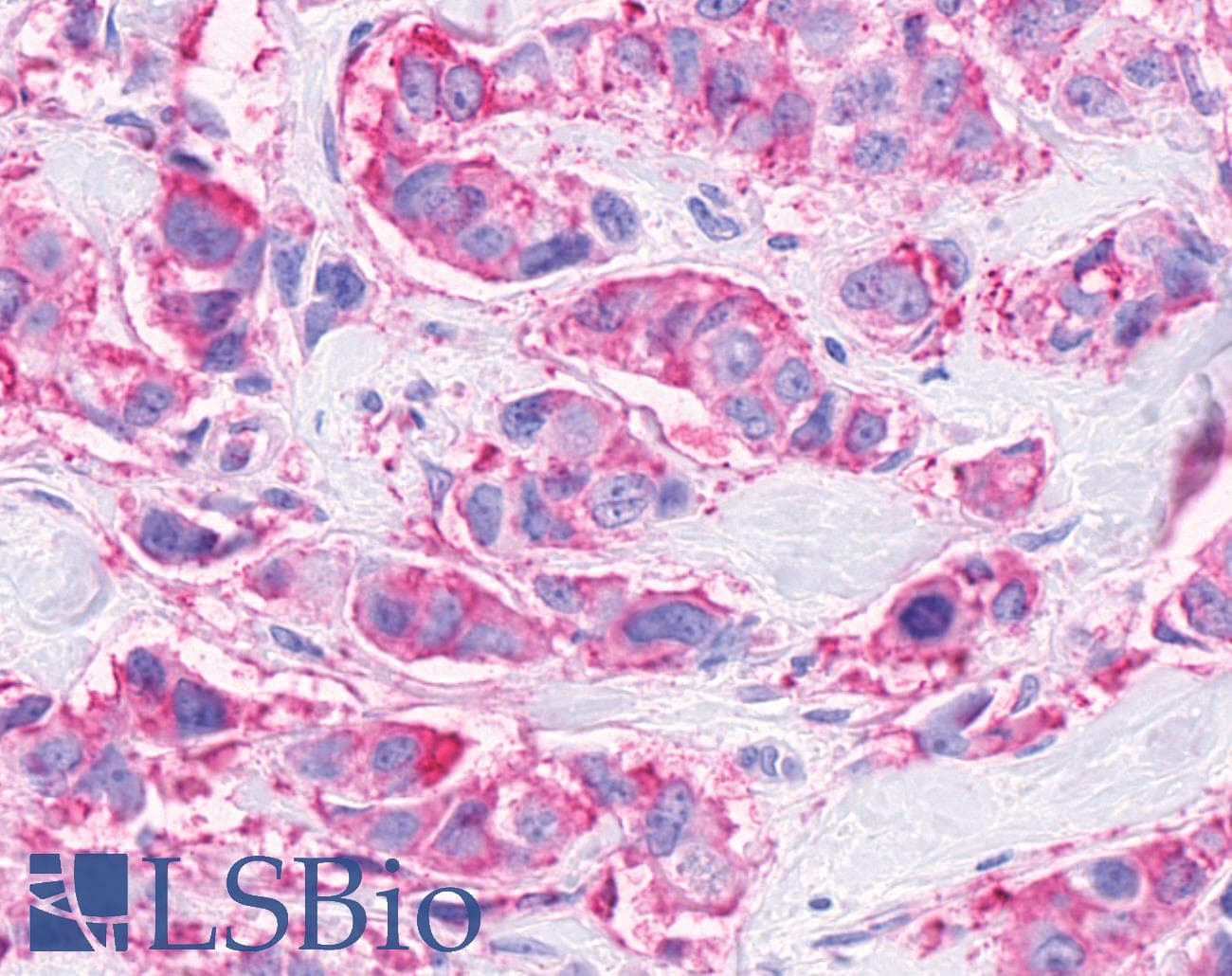 IHC-plus™ FFAR3 / GPR41 Antibody (Internal)