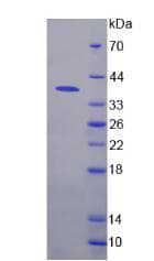 Human NFKB1 / NF-Kappa-B Protein (Recombinant His, N-Terminal)