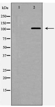Polyclonal Rabbit anti-Human PPP1R12A / MYPT1 Antibody (IHC, WB)