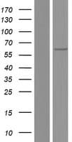 PLA2G4C Protein (Over-Expression Lysate Myc-DDK (Flag))