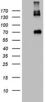 CD68 Antibody (aa22-319, clone OTI12B4)