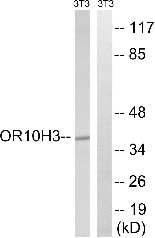 OR10H3+OR10H4 Antibody (C-Terminus)