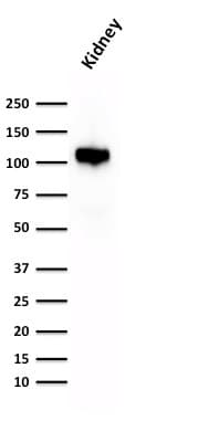 CDH16 / Cadherin 16 Antibody (clone CDH16/1532R, Azide-free, Carrier-free)