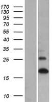 Human LCE1A Protein (Over-Expression Lysate Myc-DDK (Flag))