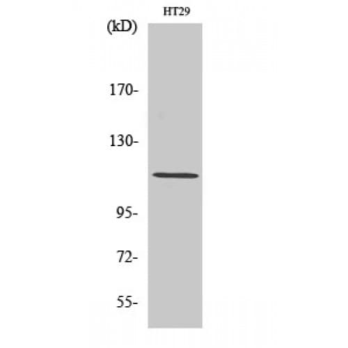 ARHGEF2 / GEF-H1 Antibody (820-900 aa)