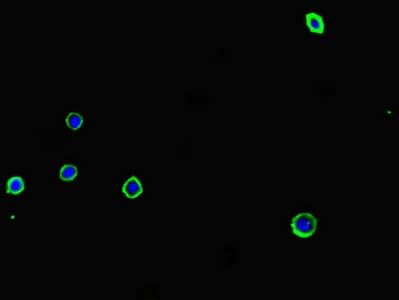 ADORA2A/Adenosine A2A Receptor Antibody