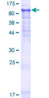 Human PPWD1 Protein (Recombinant GST)