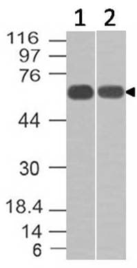 TIA-1 Antibody