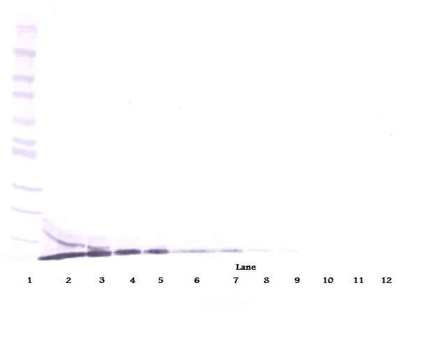 SDF1 / CXCL12 Antibody