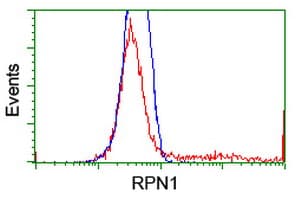 RPN1 / Ribophorin I Antibody (clone OTI2G1)