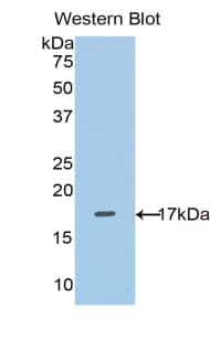 SLC3A2 / CD98 Heavy Chain Antibody (aa270-406)