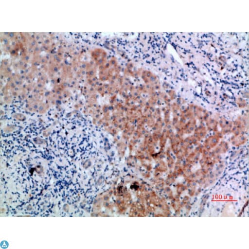 Polyclonal Rabbit anti-Human CD300LB Antibody (IHC)