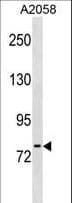 NLN / Neurolysin Antibody (aa212-240)