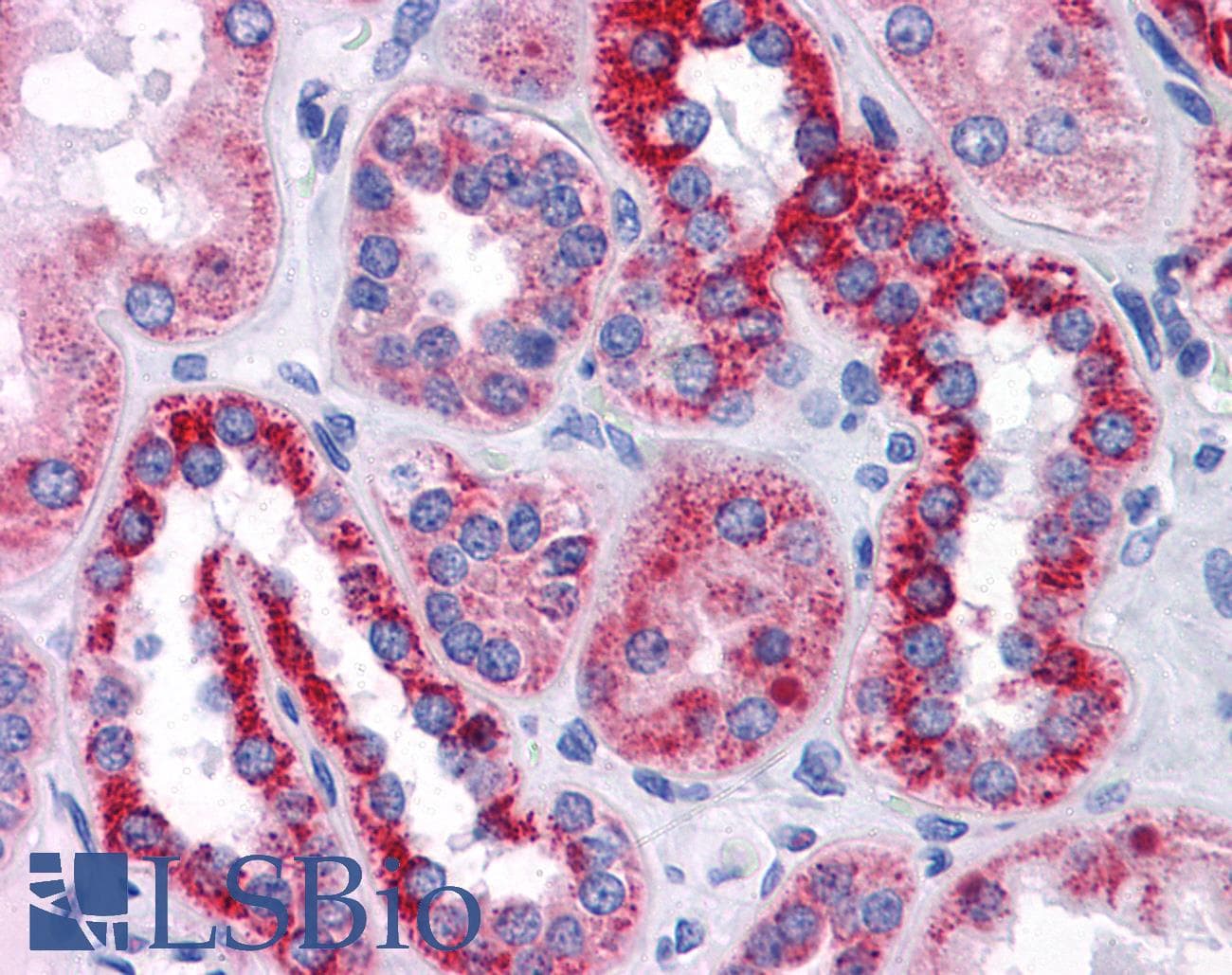 IHC-plus™ BAIAP2L1 Antibody (clone 2A4)
