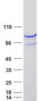 Human CD3EAP Protein (Recombinant Myc-DDK (Flag))