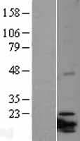 ITGB3BP Protein (Over-Expression Lysate Myc-DDK (Flag))