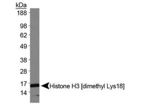 HIST3H3 Antibody (Me2-Lys18)