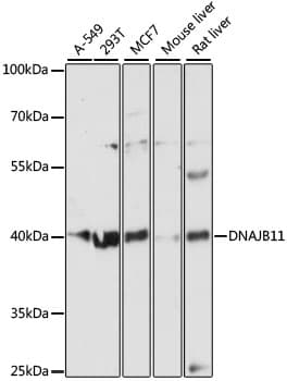 DNAJB11 Antibody