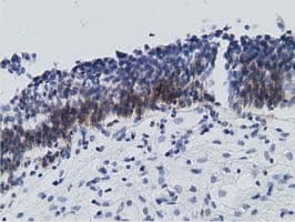 RBBP9 Antibody (clone OTI4G9)
