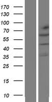 KLHL32 Protein (Over-Expression Lysate Myc-DDK (Flag))