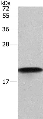 PPIF / Cyclophilin F Antibody