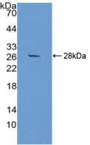 SIRPA / CD172a Antibody (aa105-324, Biotin)