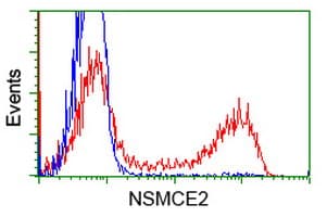 MMS21 / NSMCE2 Antibody (clone OTI4H9)