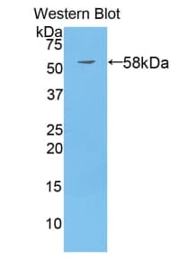 SUOX / Sulfite Oxidase Antibody (aa80-545)