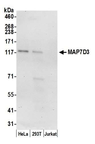 MAP7D3 Antibody (aa826-876)