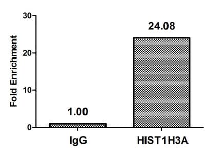 Polyclonal Rabbit anti-Human HIST1H3A Antibody (WB)