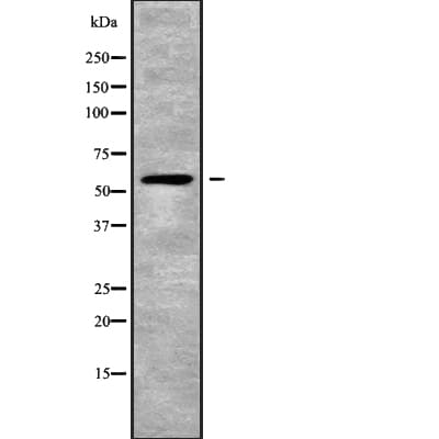 CDC14B Antibody