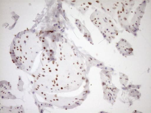MED15 / ARC105 Antibody (aa393-679, clone OTI1C11)