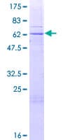 Human TRUB2 Protein (Recombinant GST)