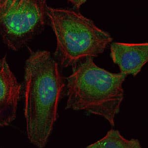 Monoclonal Mouse anti-Human SKP1 Antibody (clone 4E+11, IHC, IF, WB)