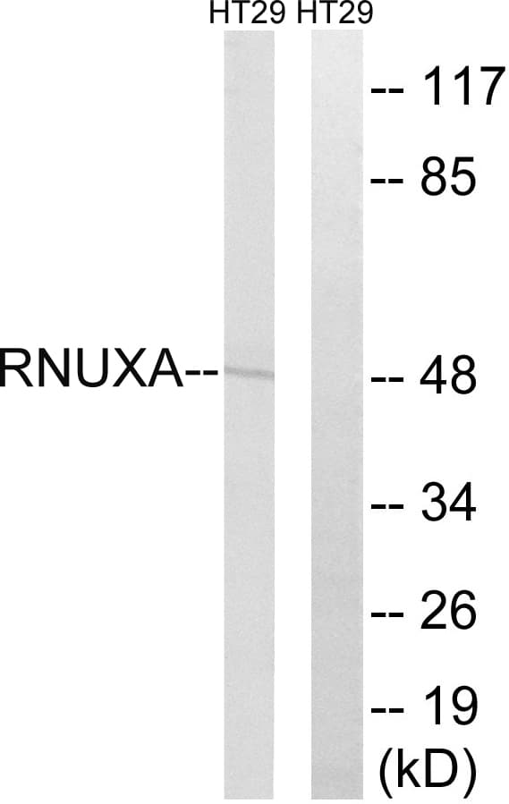 Polyclonal Rabbit anti-Human PHAX Antibody (aa141-190, WB)