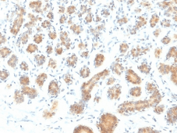 Monoclonal Mouse anti-Human BAP1 Antibody (clone BAP1/2431, Azide-free,BSA-free, IHC)