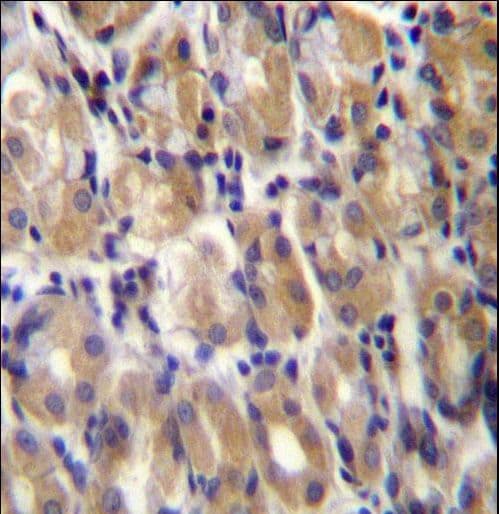 TOR1B / Torsin B Antibody (aa215-243)