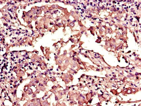 LMNB1 / Lamin B1 Antibody