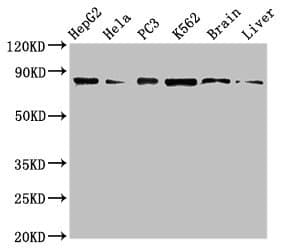 STAT4 Antibody