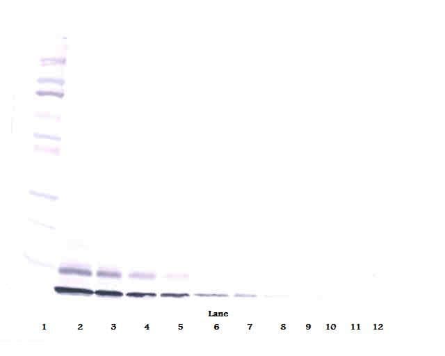 PathPlus™ Polyclonal Rabbit anti-Human IGF2 Antibody (IHC, WB)