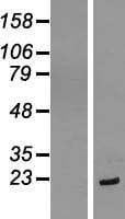 EIF1AX Protein (Over-Expression Lysate Myc-DDK (Flag))