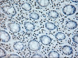NEUROG1 / NGN1 / Neurogenin 1 Antibody (clone OTI3F9)