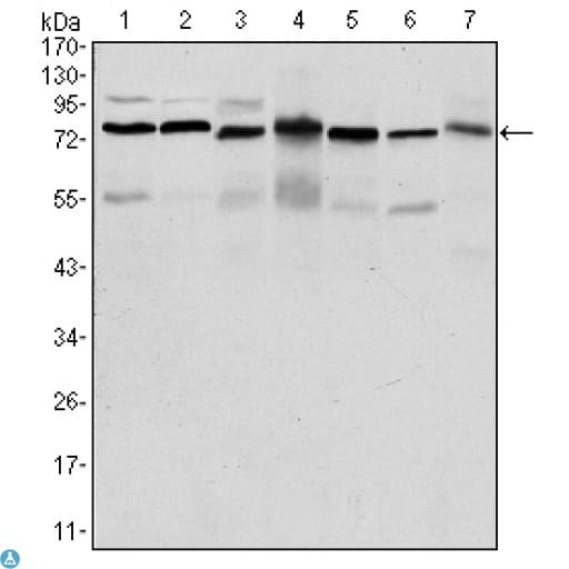 PSIP1 / LEDGF Antibody
